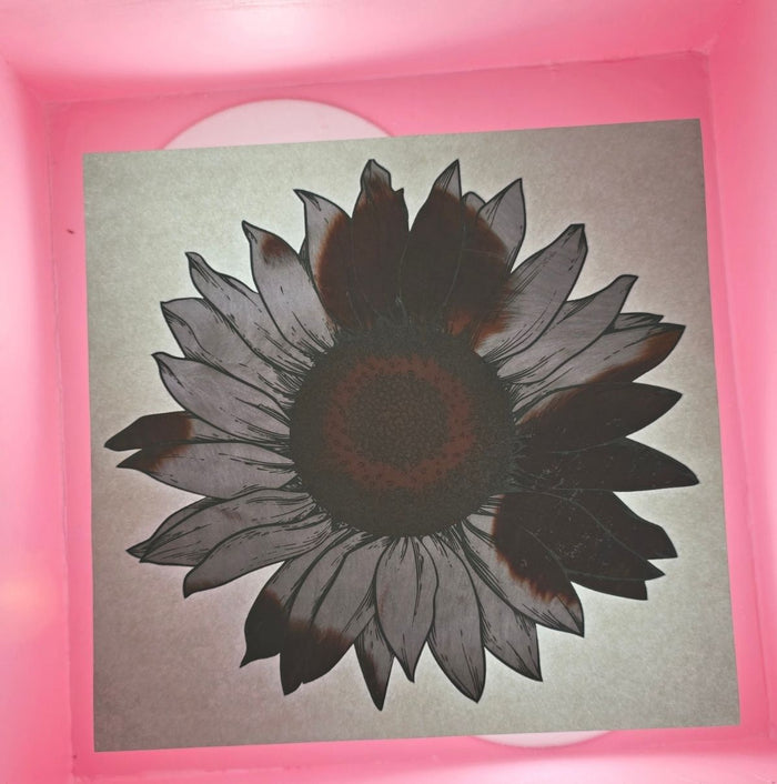 Black & White Sunflower